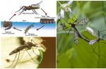 Mosquito - un insecto chupasangre