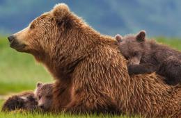 Który niedźwiedź jest największy?