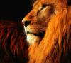 Kas yra didžiausias liūtas pasaulyje?