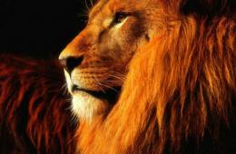 Aký je najväčší lev na svete?