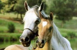 Najpopularniejsze kolory koni ze zdjęciami i imionami