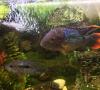 Akvariumo žuvys Akara turquoise: priežiūra, suderinamumas su kitomis žuvimis, reprodukcija, nuotraukos, vaizdo įrašai