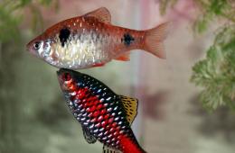 Kompatibilita ostňov s inými rybami: fotografie, videá