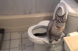نحوه آموزش توالت کردن گربه: نکات و روش های عملی