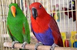 Druhy zelených papagájov