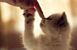 تربیت بچه های شیطون: نحوه تنبیه صحیح گربه بدون توجه به سن
