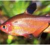 Tetras akvariume: žuvų laikymo ir veisimo ypatybės