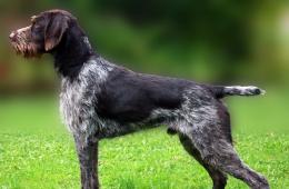 Drathaar: fotos y características de la raza de perro.