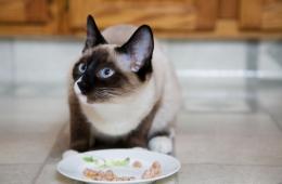 การให้อาหารแมวหลังตอน: คุณสมบัติของโภชนาการธรรมชาติและอุตสาหกรรม