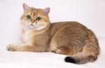 แมวพันธุ์ชินชิลล่าสีทอง: ตัวละคร, 10 ภาพ, วิดีโอ