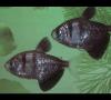 Tŕňová ryba: popis, reprodukcia, starostlivosť