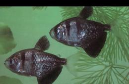 Tŕňová ryba: popis, reprodukcia, starostlivosť