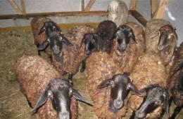 O mięso i wełnę: jak hodować owce w gospodarstwie