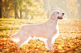 Labradoras ir Golden: kuo skiriasi veislės?