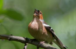 นกในภูมิภาคมอสโก: ภาพถ่ายชื่อและคำอธิบาย