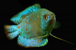 6 najlepších druhov gourami a ich kompatibilita s inými rybami
