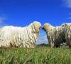 Komondoro šuo (nuotrauka): karalius tarp piemenų