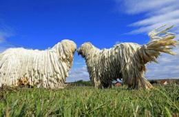 Собака комондор (фото): Царь среди пастухов