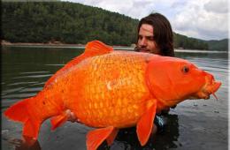 Золотая рыбка (Carssius auratus) — Аквариумные рыбки