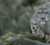 Leopardo de las nieves, fotos, datos interesantes.