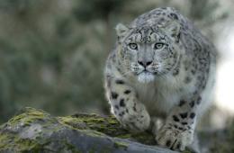 Leopardo de las nieves, fotos, datos interesantes.