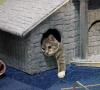 ¿De qué están hechas las casas para gatos?
