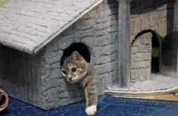 Из чего делаются домики для кошек
